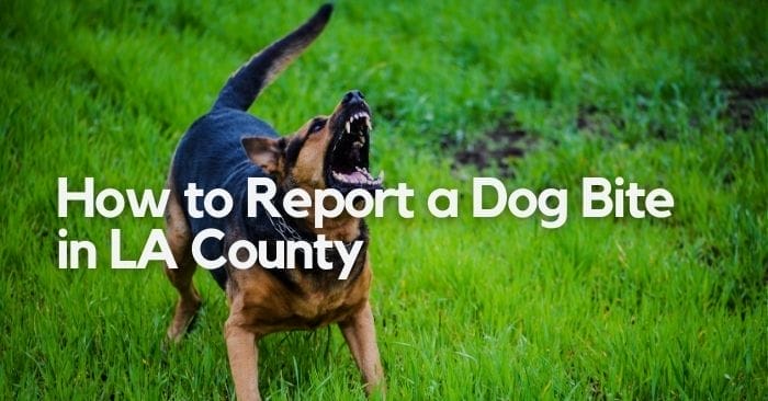 4 Steps to Report a Dog Bite in Los Angeles County